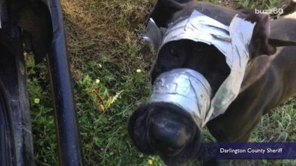 Police looking for person who duct-taped dog's snout