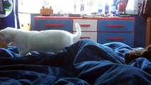 Cats Confused by Waterbeds Compilation 2016