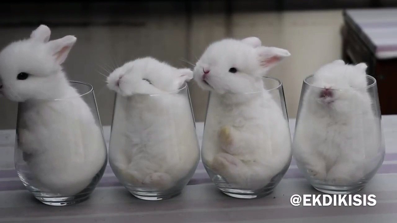Baby Bunnies Sleeping In Glasses