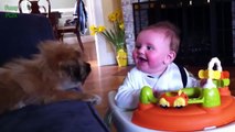 Cute Babies Laughing at Dogs Compilation 2016-upload