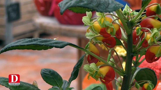 Les couleurs d'Autan cuisinent leurs fleurs