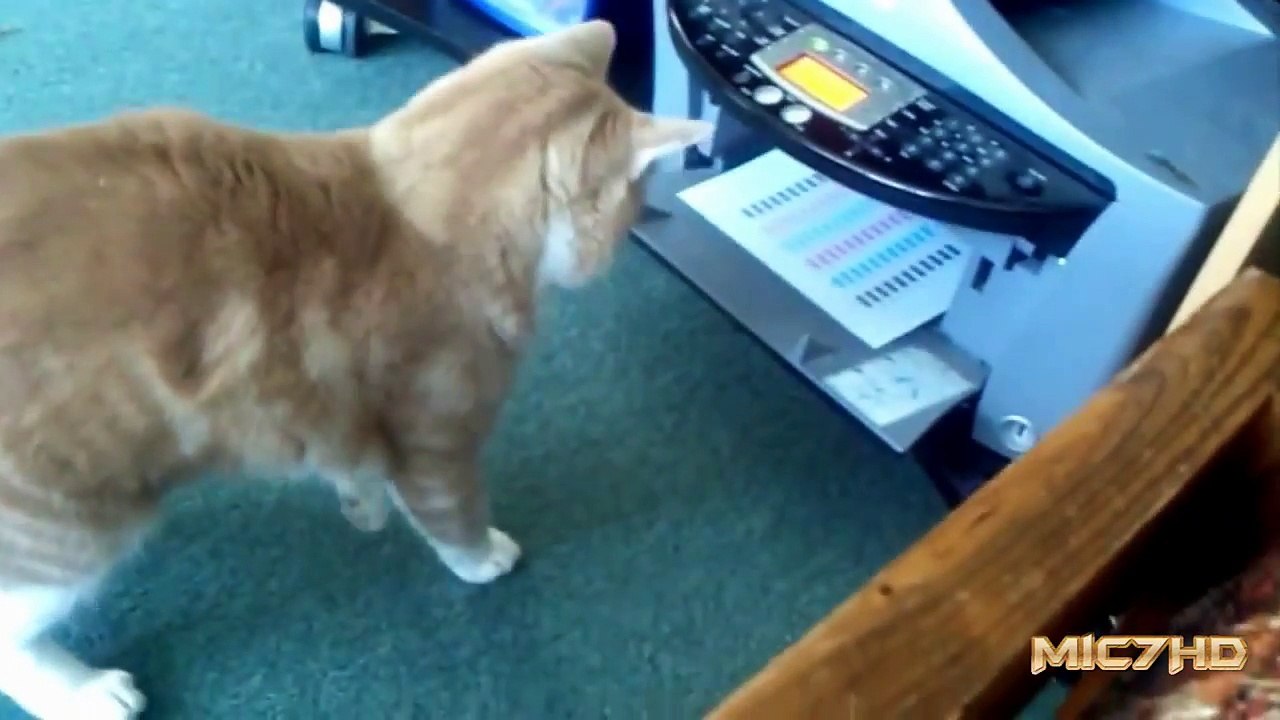 Epic Funny Cats 3 Minutes (720p)