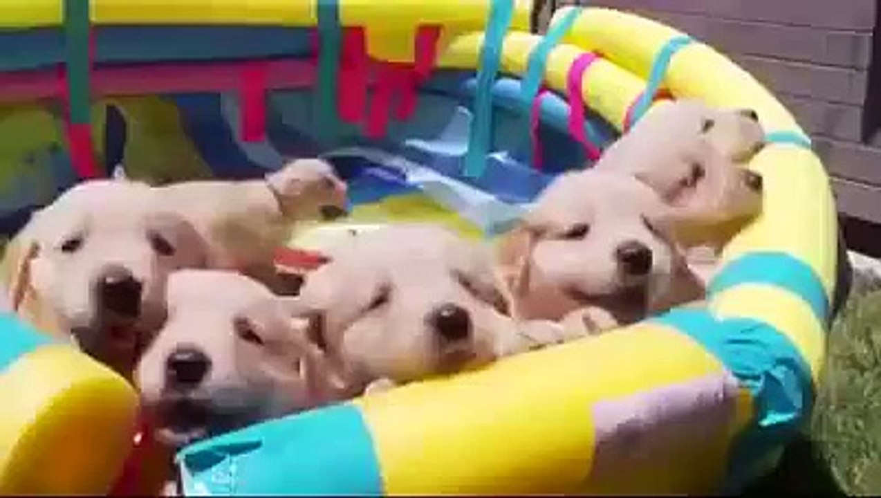 Funny Animals Fluffy happiness (360p)