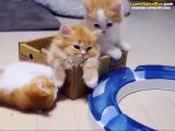 Kardeşiyle Oynamak İsteyen Sevimli Kedi