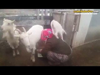 Süt Sağan Kadının Üstünde Tepinen Oğlak