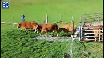 Des vaches qui retrouvent les pâturages font rire Internet