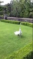 White Peacock Dance