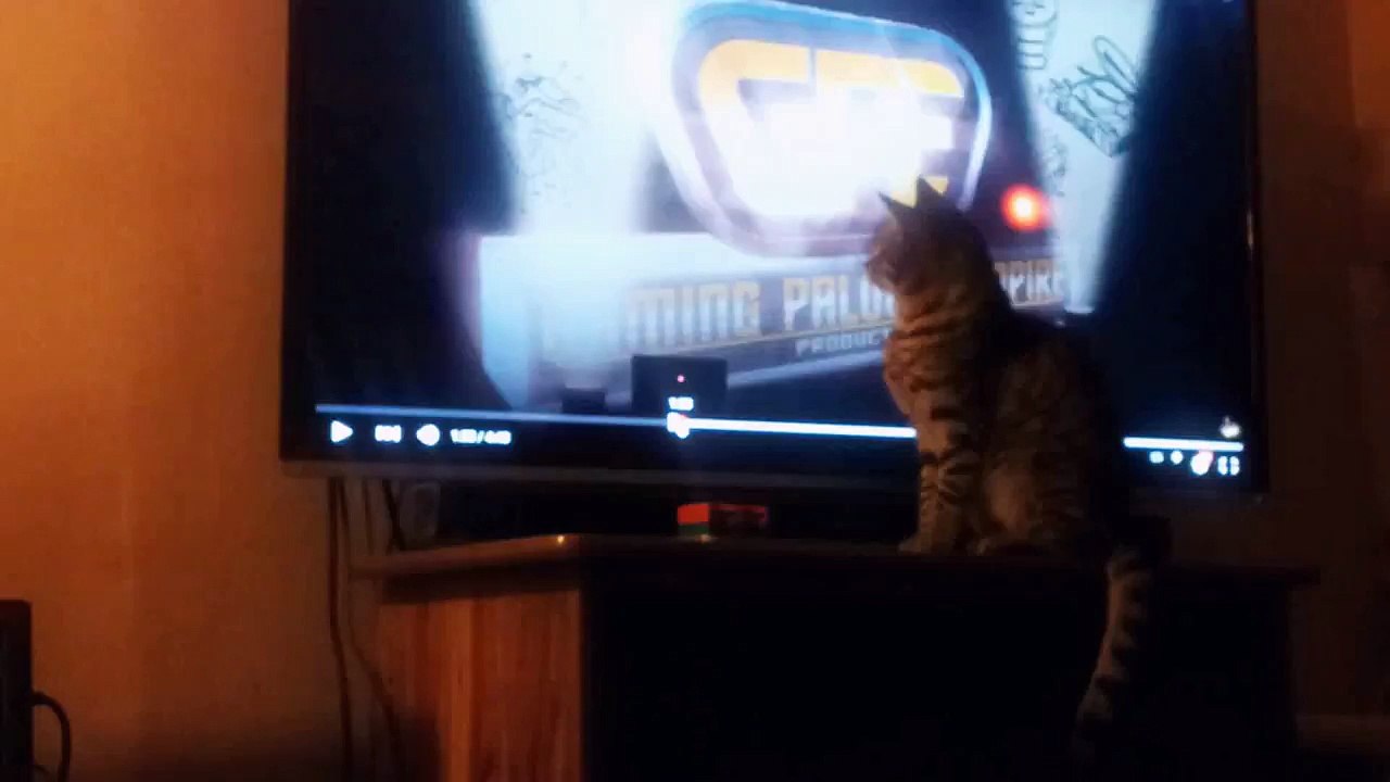 My Cat Maggie Chasing Tv