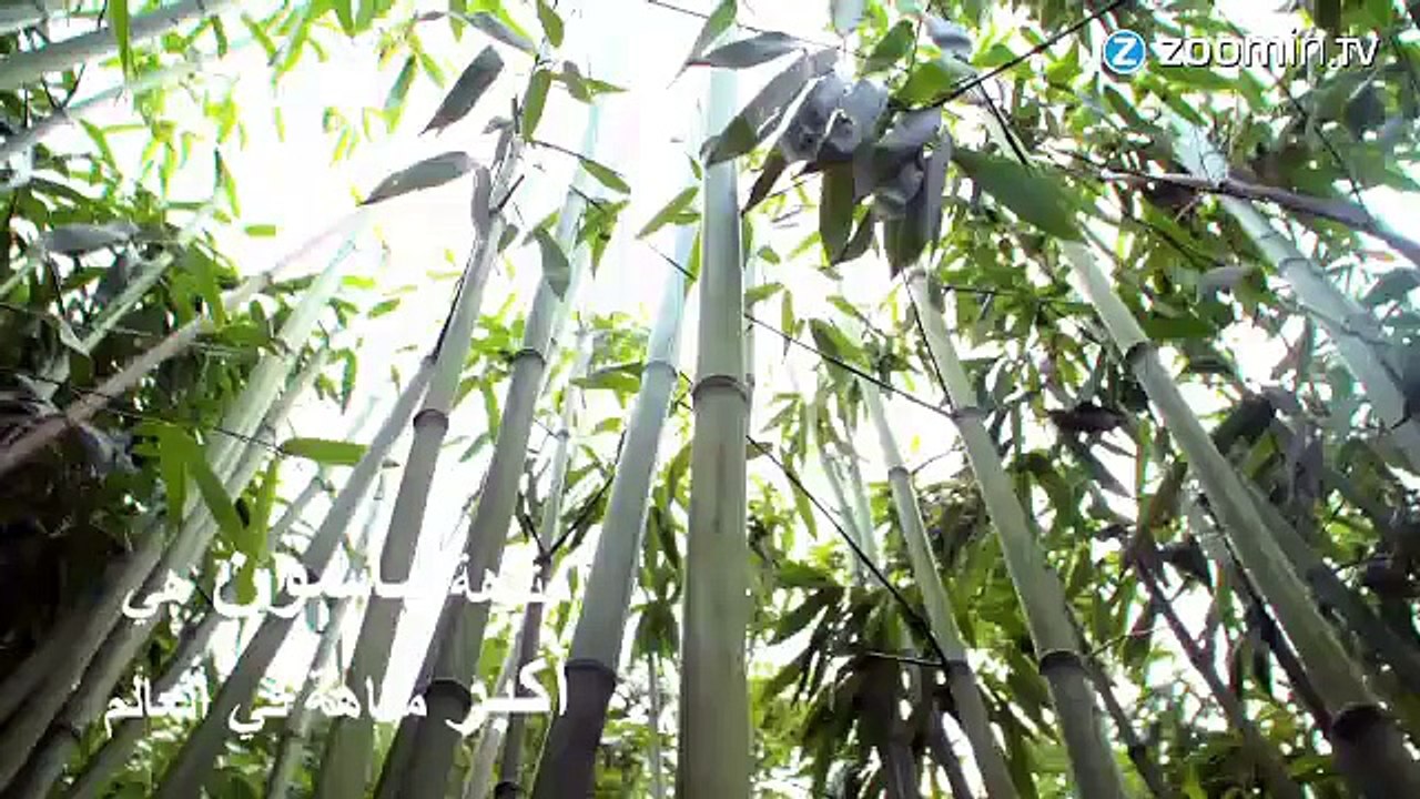 هل لديك الجرأة لدخول أكبر متاهة في العالم؟