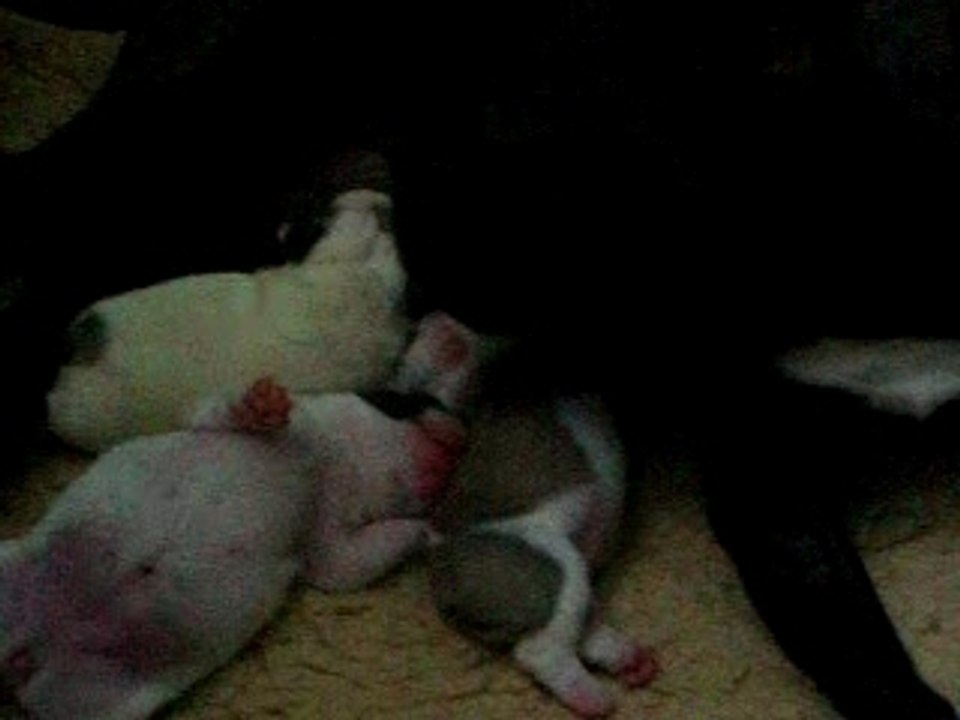 BEBES2007