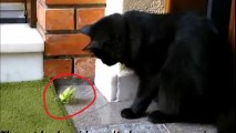 See amazing video! What happens when a cat attacking on a 'PRAYING MANTIS'