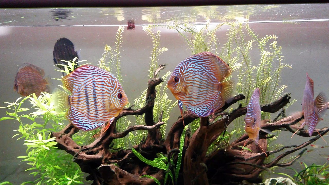 discus malade