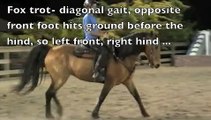 Gaited Horses and Their Gaits