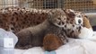 The cutest orphaned cheetah cub gets a new home and friends