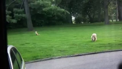 Un renard sauvage se lie d'amitié avec un chien