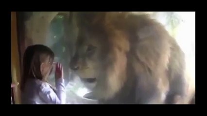 Una niña quiso besar a un león y ésta fue su reacción