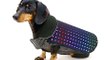 What’s Trending: 3 Cool New Gadgets for Dogs