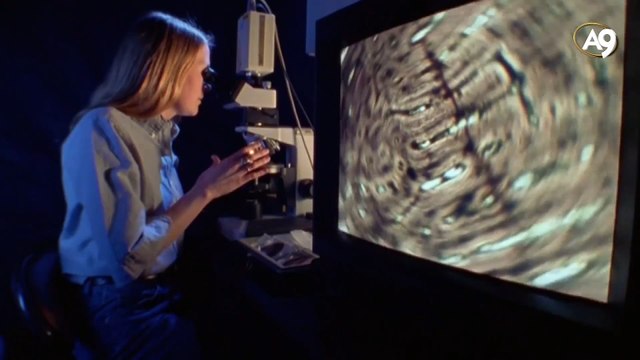 Evrimcilerin ara geçiş formu çıkmazı