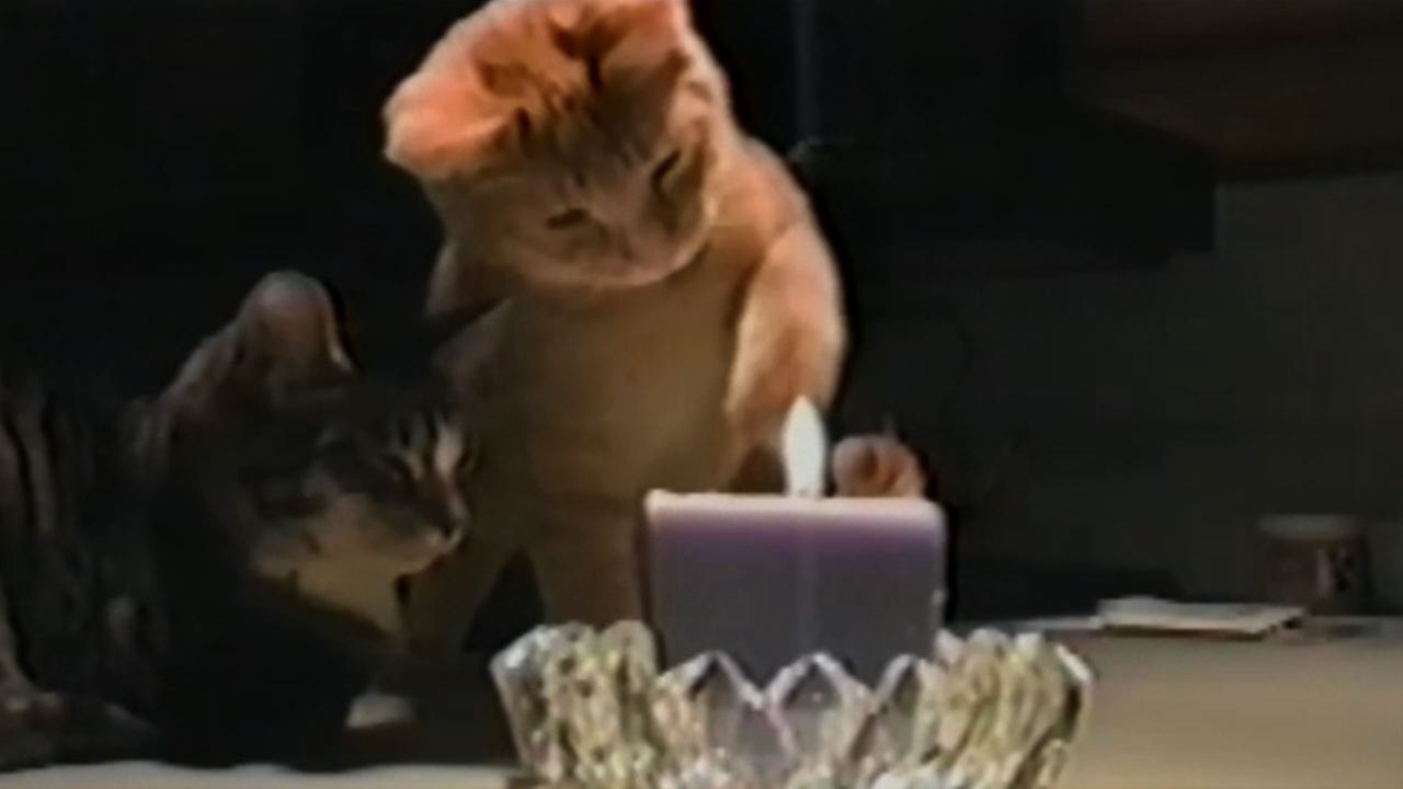 Fearless Cat Puts Out Candle