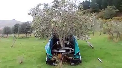 زیتون کا درخت tree of zaitoon