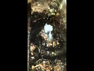 #WhatsAppCri Agua potable se desperdicia en cantidad en el puerto El Agallito (Chitré)