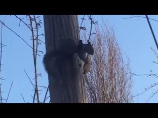 Squirrel Feasts on Pizza for Breakfast