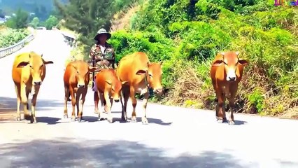 Nhong Nhong Nhong - Nhạc Thiếu Nhi Hay Nhất- Bé ăn ngon, vui chơi