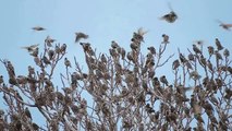 Common Starling, Storno comune (Sturnus vulgaris)