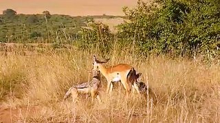 Jackal-killing-impala best funny video 2016 hunting