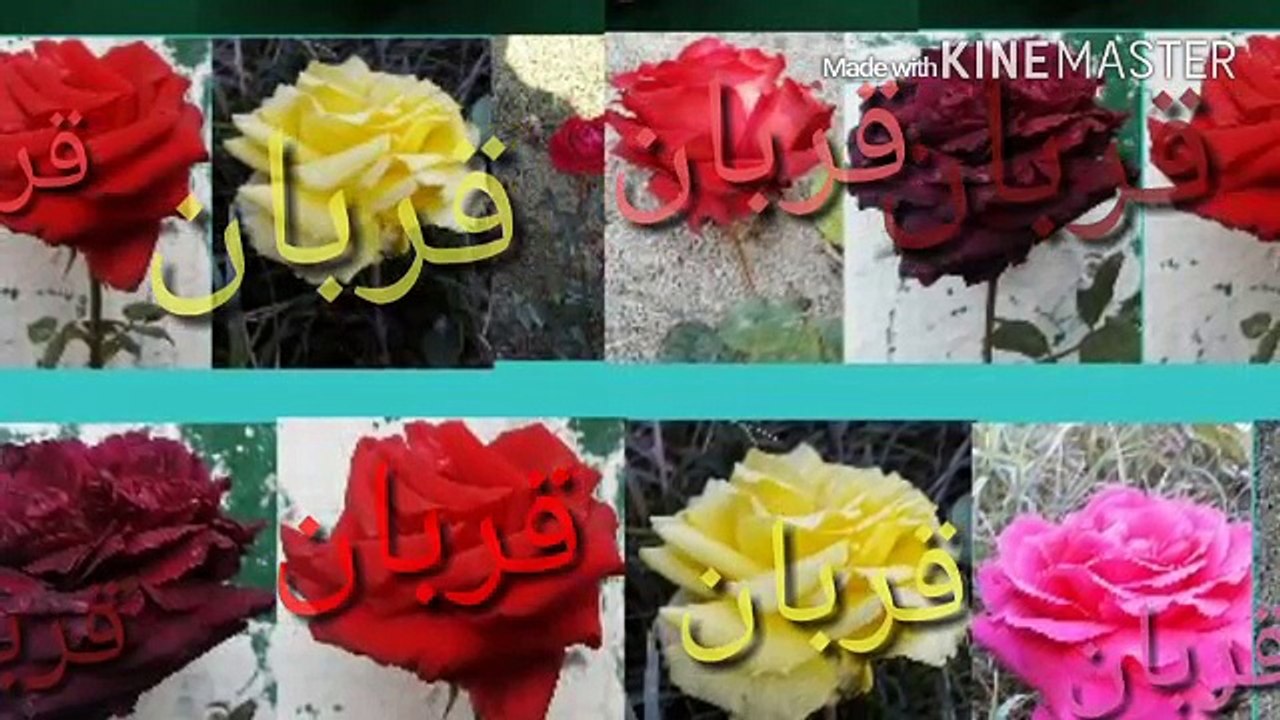 waziristan pashto song ☆ 2016 (قربان قربان وزیرستانہ ڈیر ظالمان دے)دەوزیرستان خایستہ  سندرہ