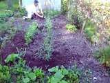 vegetable garden update-raised bed, herbs, runner beans etc