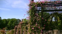 Rose garden - Roseraie de Lhaÿ-les-Roses France