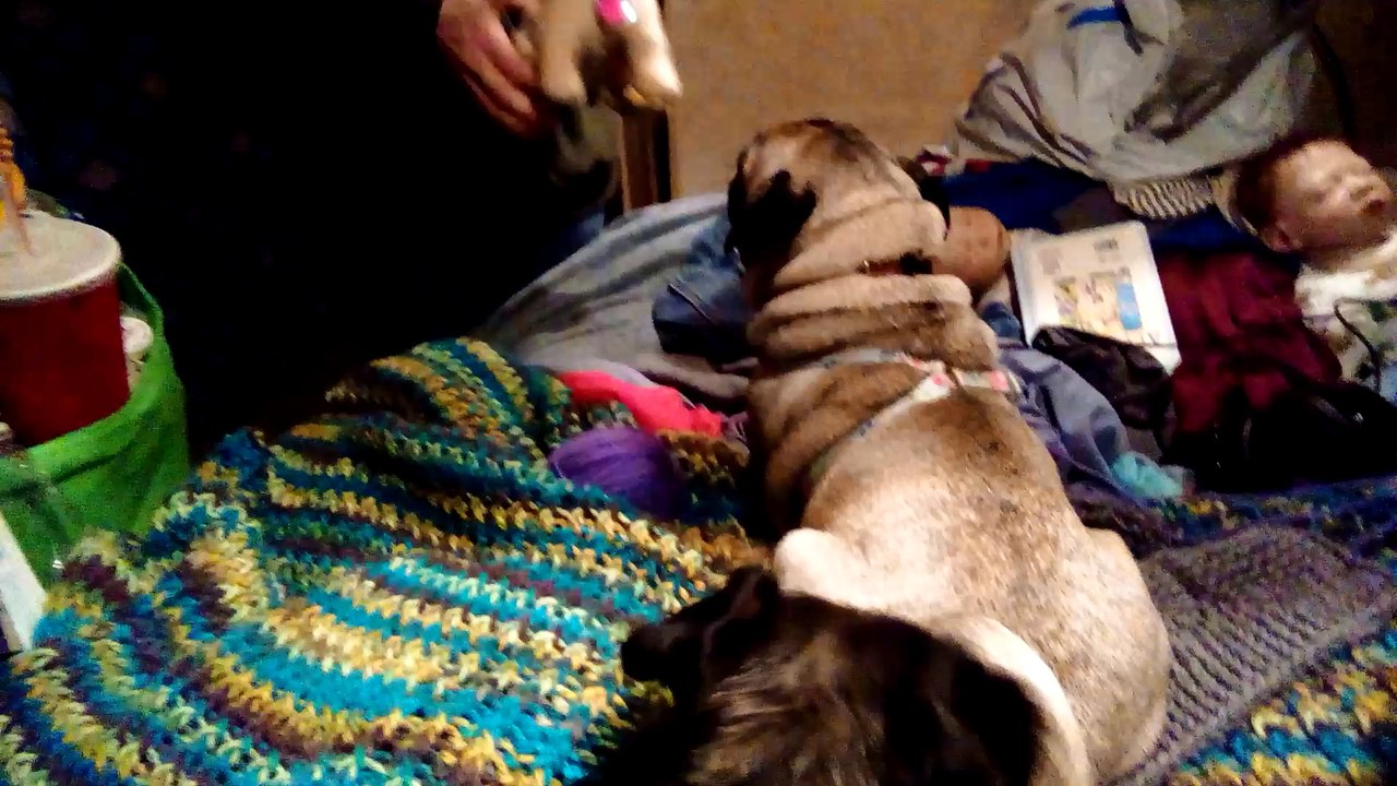 A Barking Toy Pug