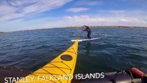 Paddling with Dolphins in the Falkland Islands