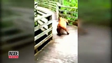 This woman's close call with a rare animal left her breathless... And now the footage is going VIRAL!