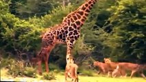 Most Amazing Lion vs Giraffe - Shocking Lion Kills Giraffe Bloody Fight