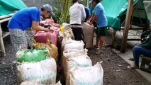 MOUNT APO FARMERS DELIVER THEIR COFFEE CHERRIES