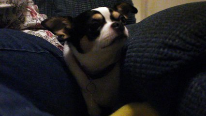 Trying to get Charlie to Smile