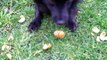 Dog likes to eat walnuts