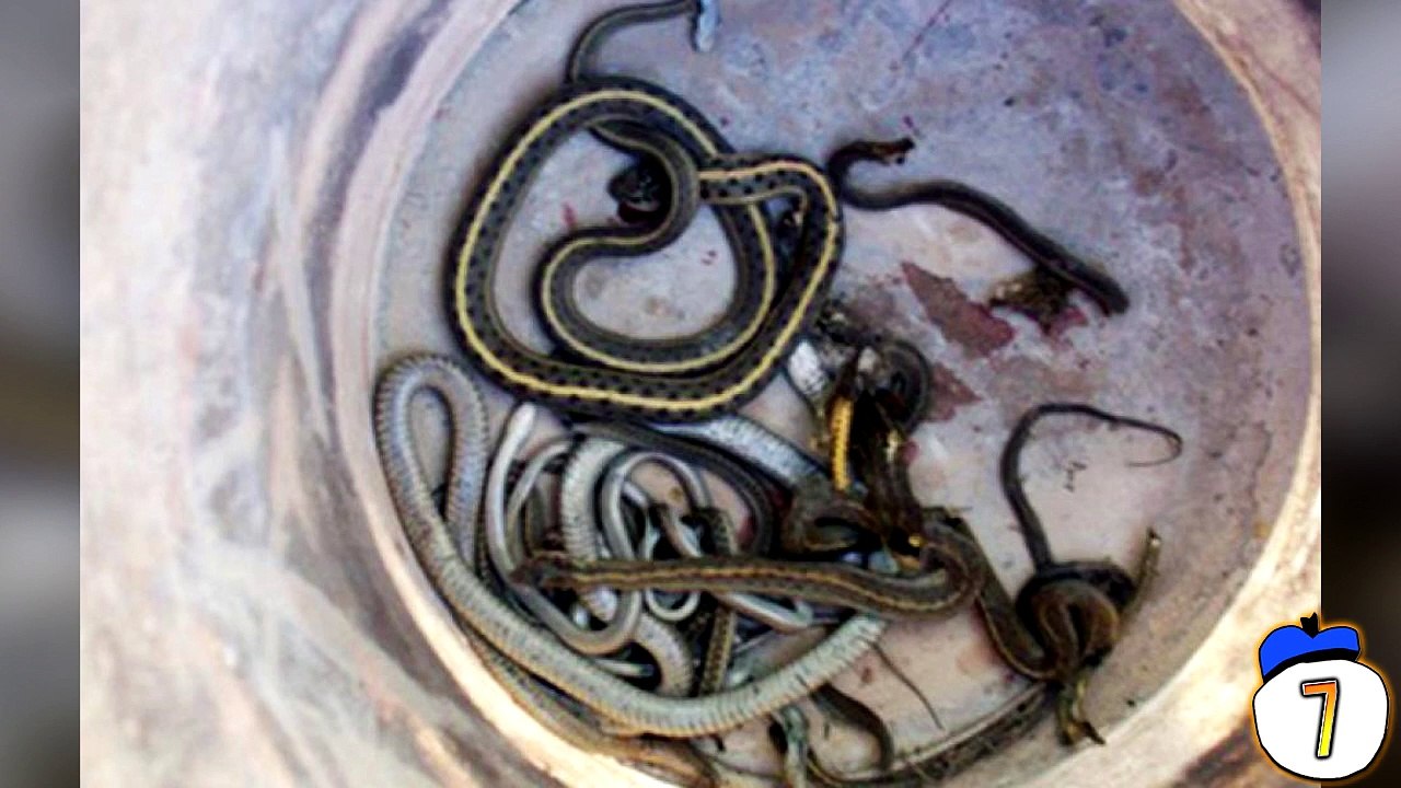 8 Strangest Things People Have Found Inside Their Walls