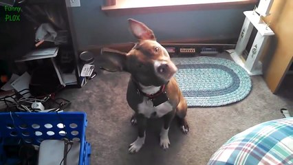 Cute Dog Head Tilt Compilation 2016