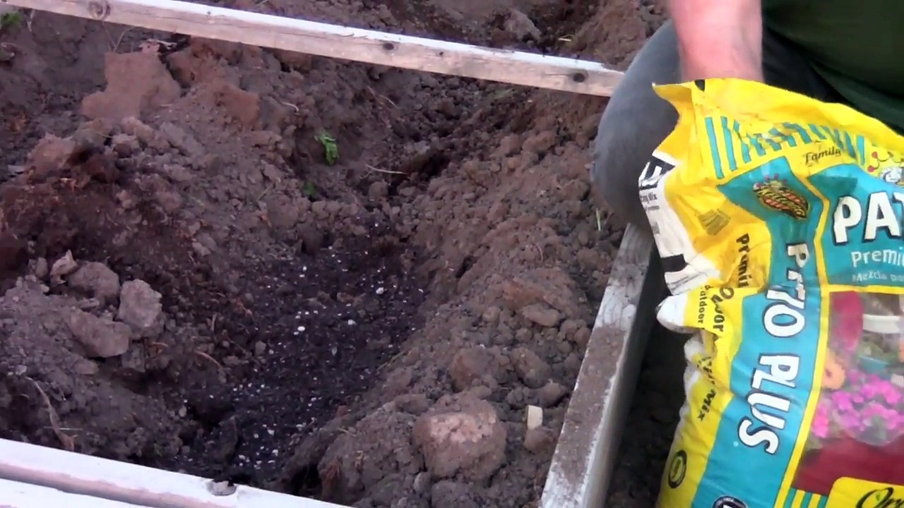 Gardening Tip: Growing Early Potatoes in a cold frame