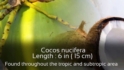 7 Largest Seeds in the World