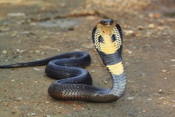 The Most Venomous Animals In the World 2016