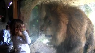 Lion Tamer at Wellington Zoo,