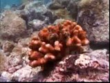 Galapagos in peril over warming Video Reuters