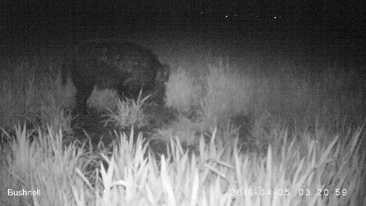 Sanglier_5_avril_2016