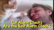 Gatos acordando seus donos