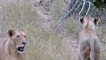 South Africa -- Kruger National Park -- Thorny Bush Safari