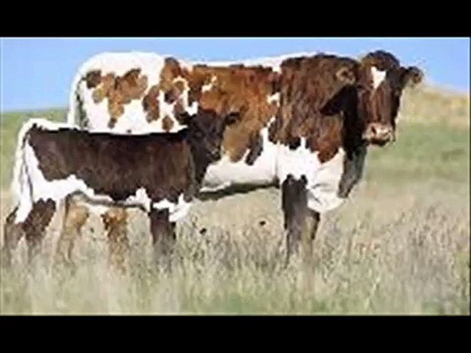 CROSS BREED/ DOGHALI NASAL COW Vs LOCAL BREED DR ASHRAF SAHIBZADA